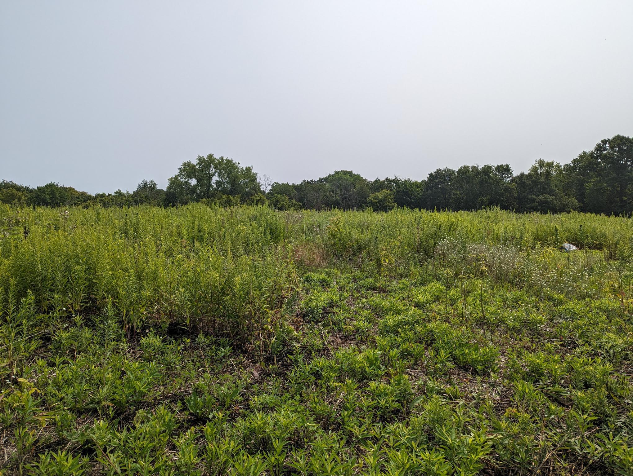 11 ACRES OF TILLED LAND PERFECT FOR YOUR DREAM HOME TO BE BUILT.