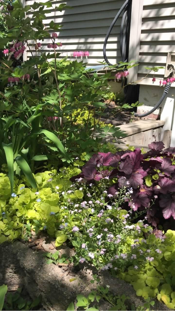 garden2.jpg