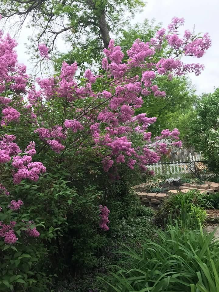 garden1.jpg