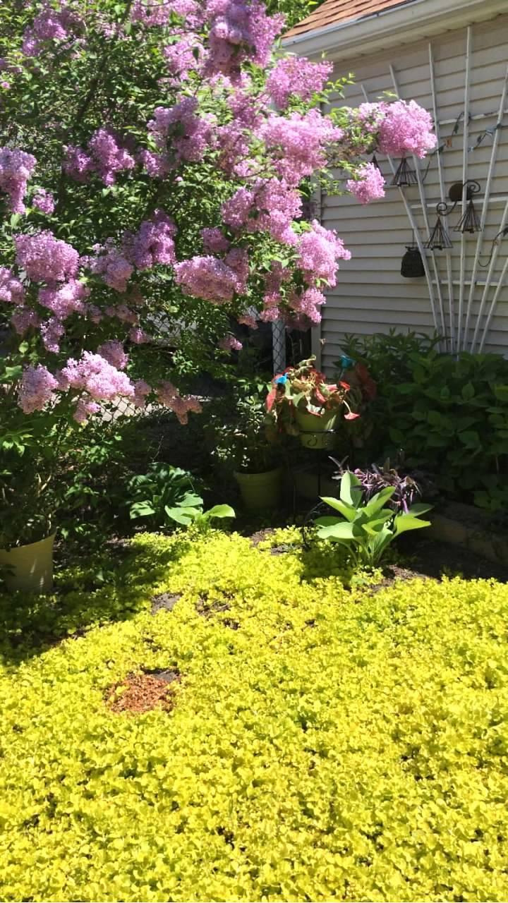 garden4.jpg