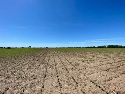 Photo for xxxx County 12, Spring Valley, MN 55975 - Listing #6222908 xxxx County 12, Spring Valley, MN 55975