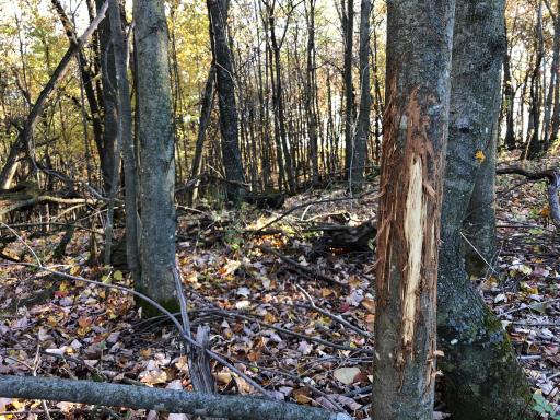 W20838 Call Valley Road, Strum, WI 54770