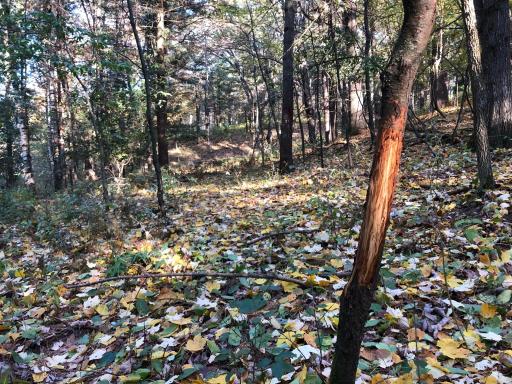 W20838 Call Valley Road, Strum, WI 54770