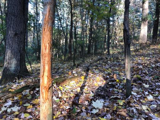 W20838 Call Valley Road, Strum, WI 54770