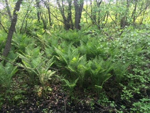 xxxx1 Hemingway Ave, North Branch, MN 55056