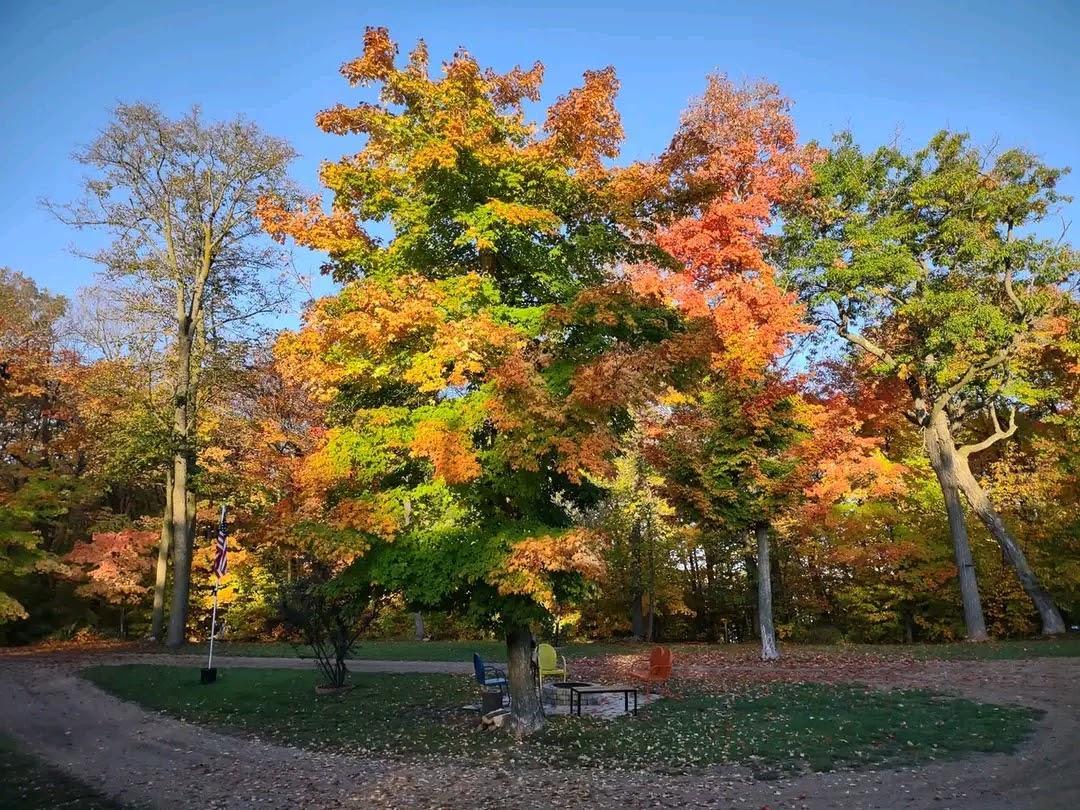 Fall yard picture