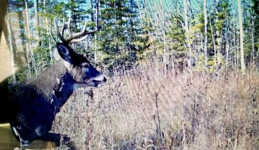 Photo for TBD State Hwy 172 Cliff, Baudette, MN 56623 - Listing #6194458 TBD State Hwy 172 Cliff, Baudette, MN 56623