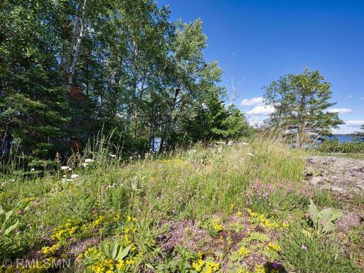 WILD FLOWERS GALORE