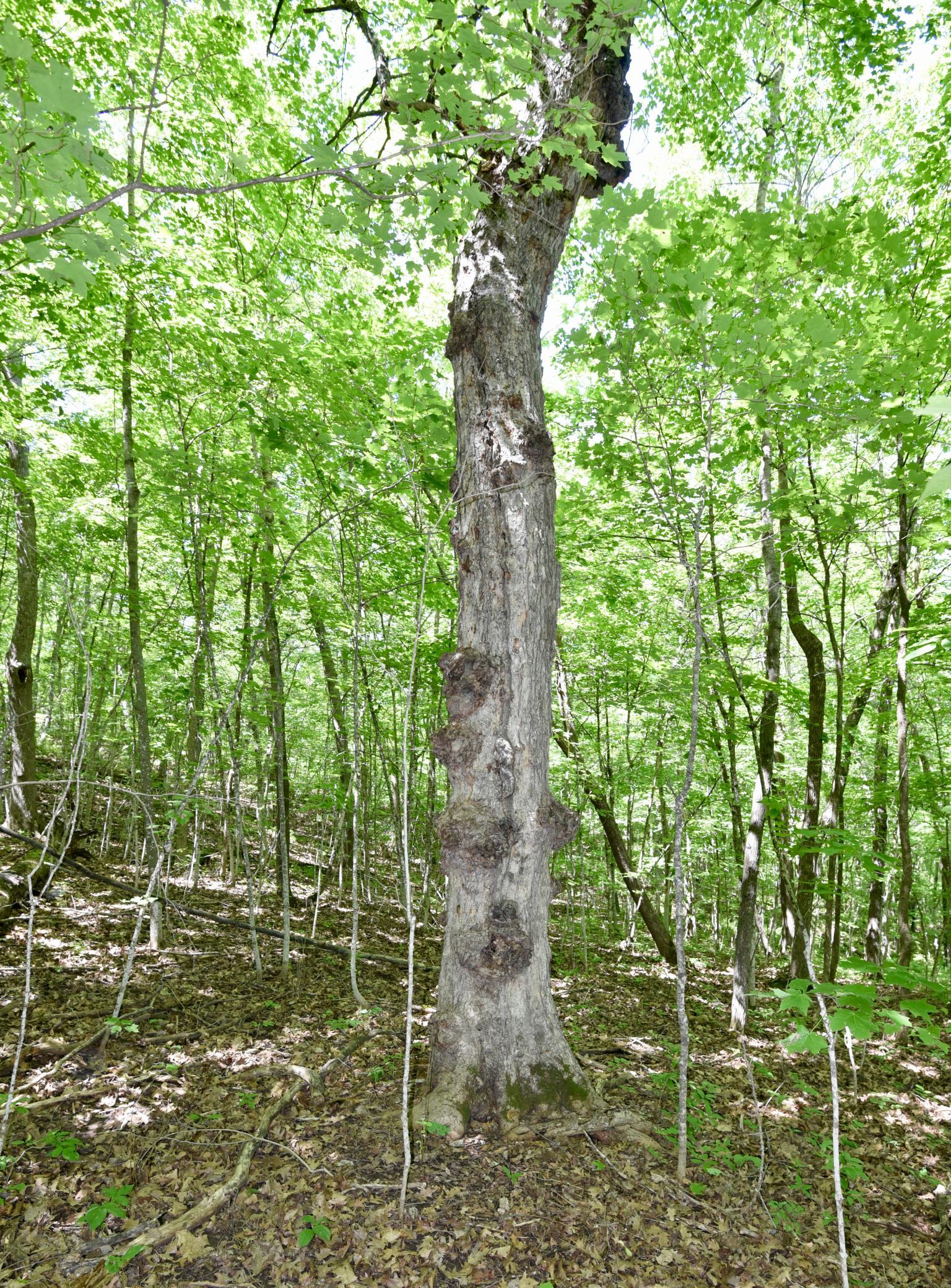DSC_0689.JPG
