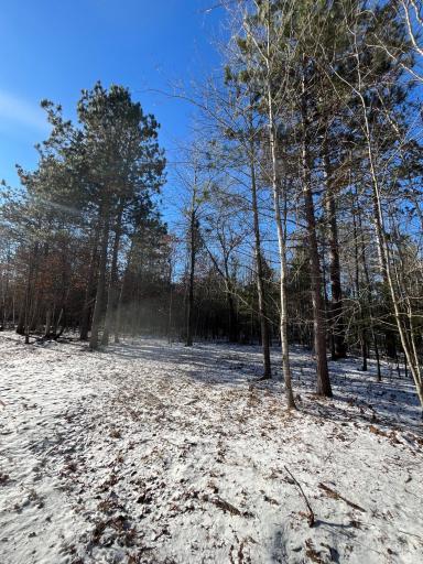 Mixed trees offer privacy and shade to the wooded parcels available. Options for seasonal usage for Recreational housing or build a cabin. * (Follow local and county ordinances of course)