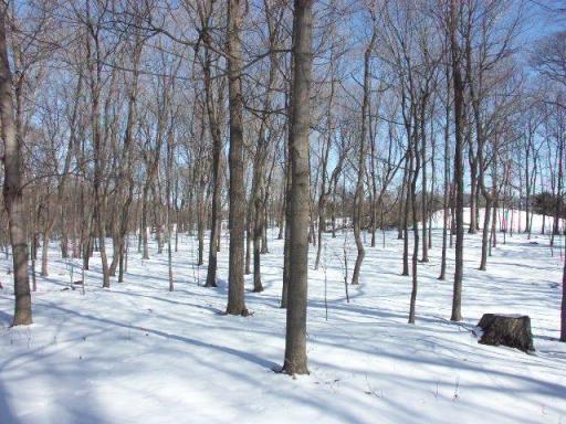 Find the animal tracks?