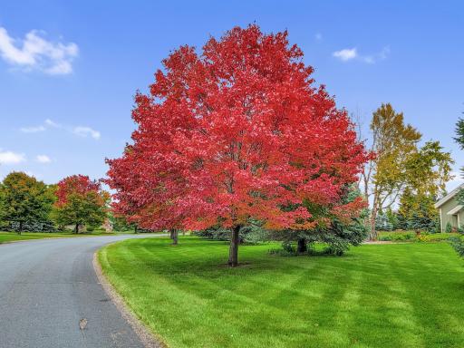 Fall maple tree on street close to 325 Lindsay Road