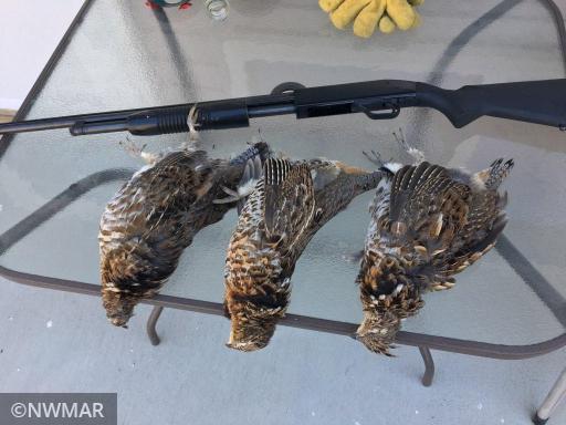 Grouse from property