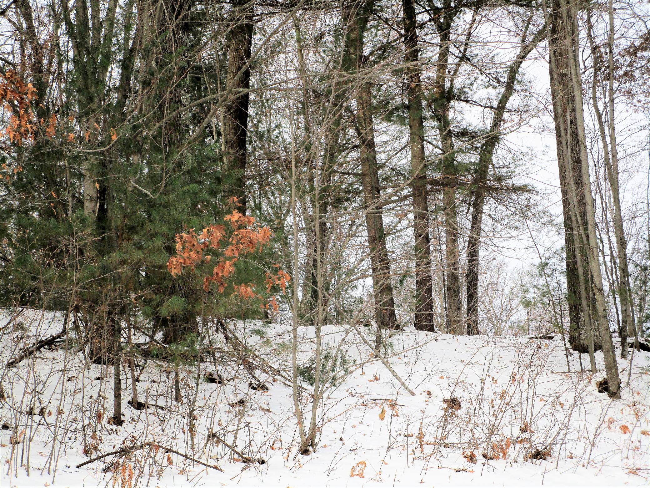 .74 Acre Lot