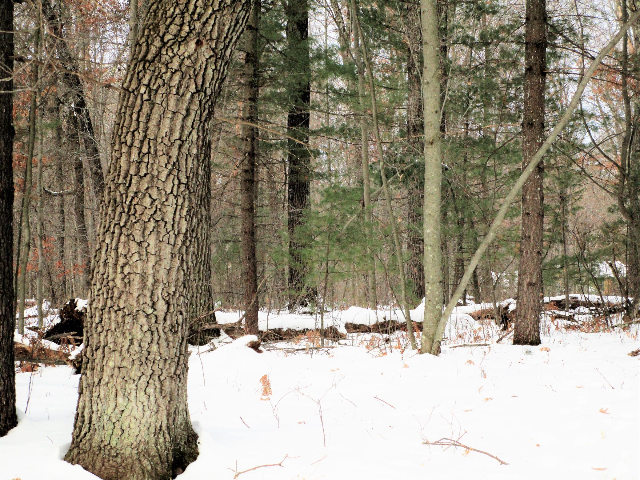 .74 Acre Lot