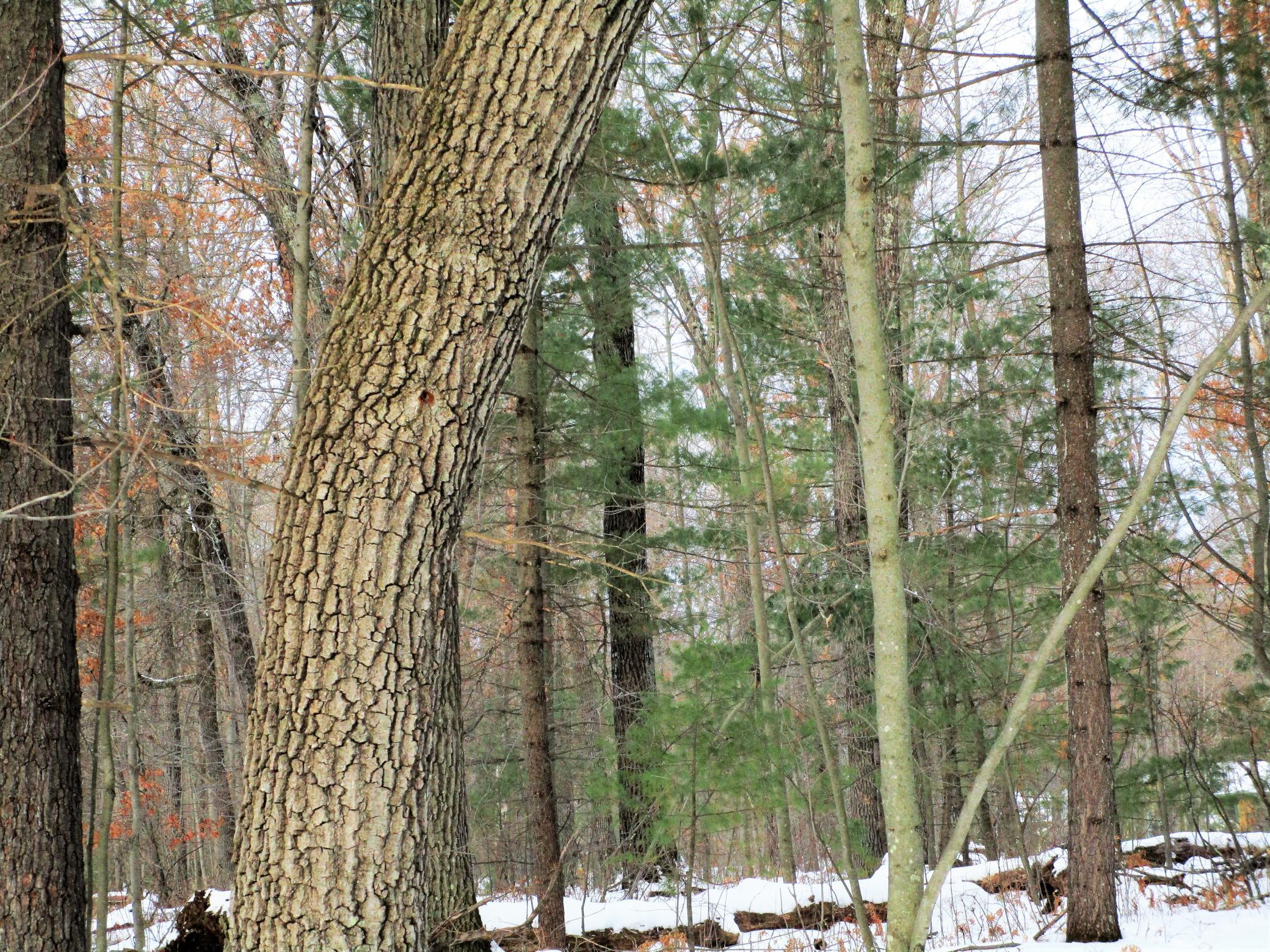 .74 Acre Lot