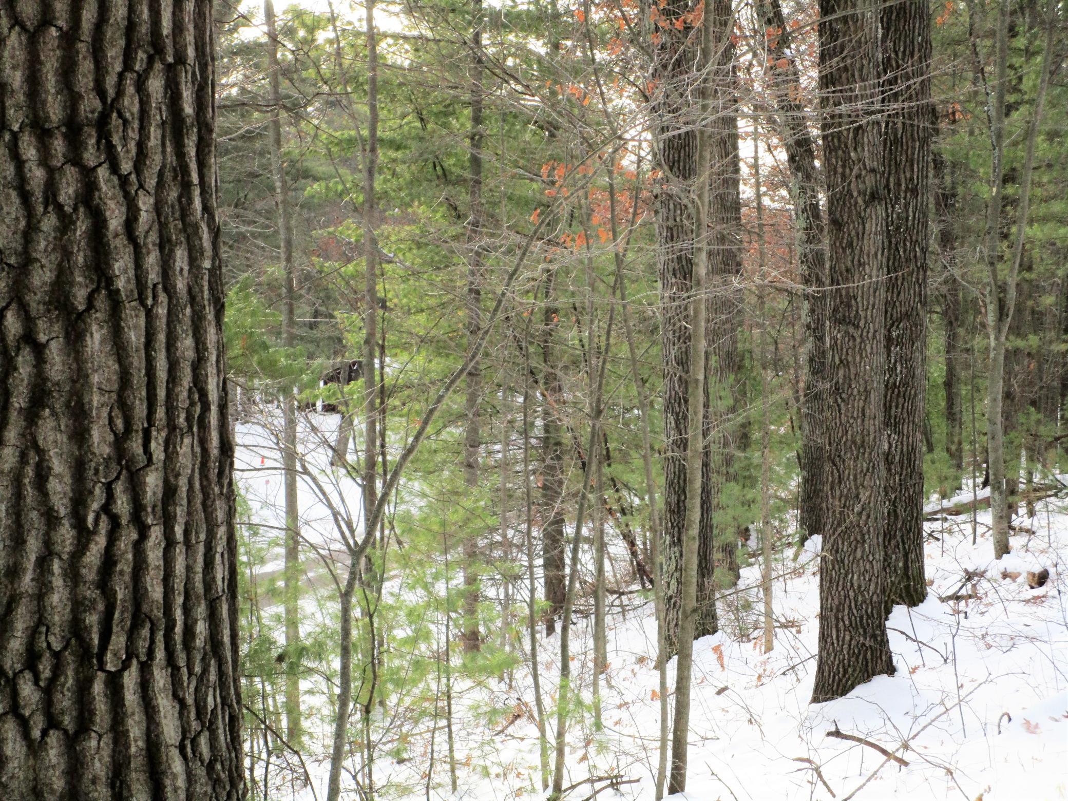 .74 Acre Lot