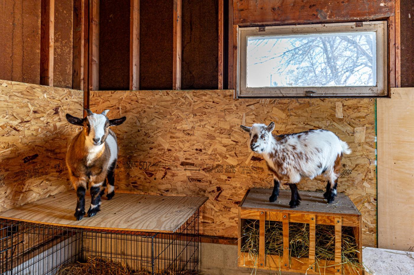 Goat-1.jpg