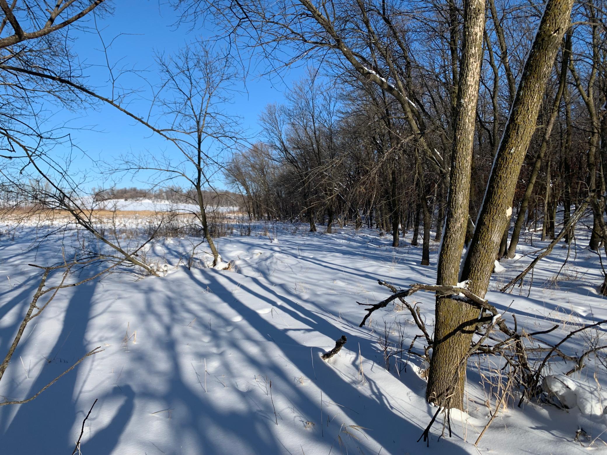 Woods / Low Ground