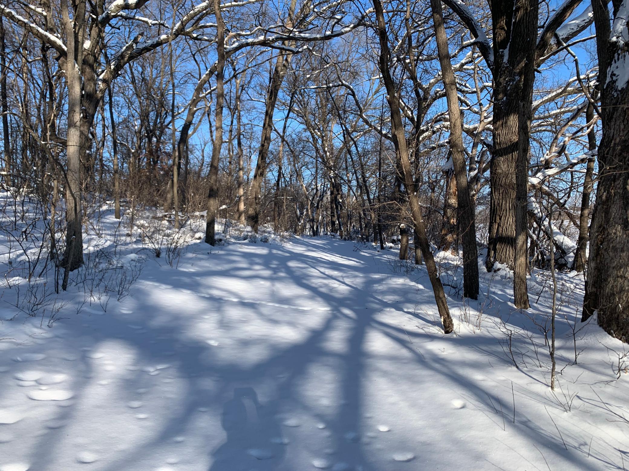 Trail and Woods