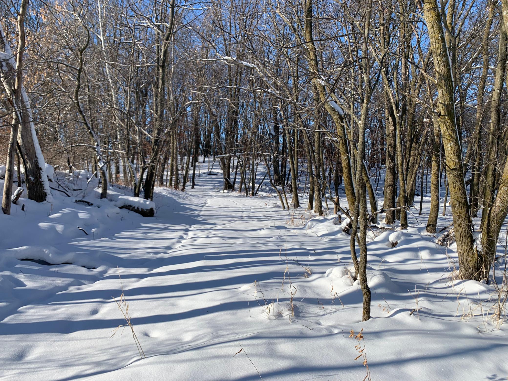 Woods / Trail