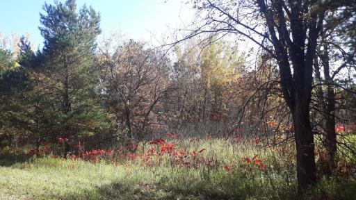 Lot is bordered by trees