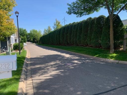 A wall of arborvitaes provides seclusion and privacy!