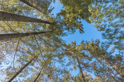 7310 Sunset Pines, Nisswa, MN 56468