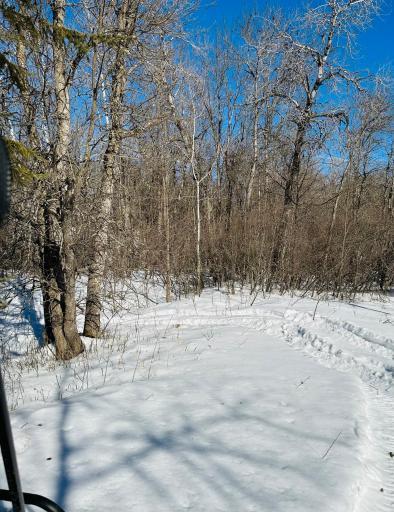 Sturgeon River 20 Acres Forest.jpg