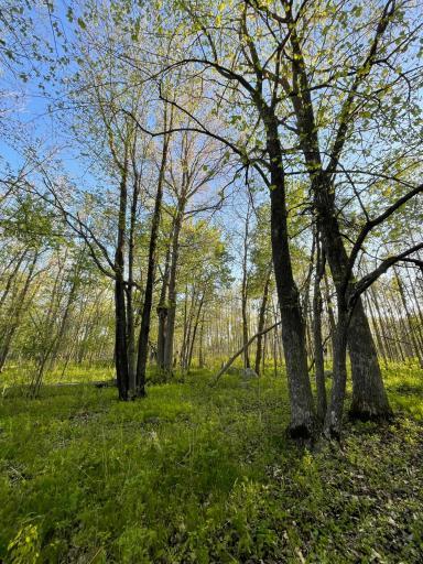 Photo for TBD 151st Avenue, Sebeka, MN 56477 - Listing #6333005 TBD 151st Avenue, Sebeka, MN 56477