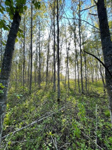Photo for TBD 151st Avenue, Sebeka, MN 56477 - Listing #6333005 TBD 151st Avenue, Sebeka, MN 56477