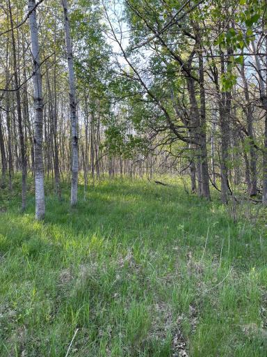 Photo for TBD 151st Avenue, Sebeka, MN 56477 - Listing #6333005 TBD 151st Avenue, Sebeka, MN 56477