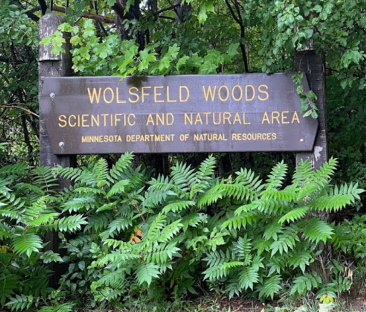 Wolsfeld Scientific and Natural Area is Orono's best kept secret! Located 1 mile away, this 220 acre gem offers 1.9 miles of trails through secluded forest area. If you love wild flowers be sure to bring your camera.