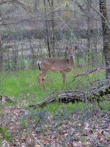 Ferris 40 acres_7.jpg