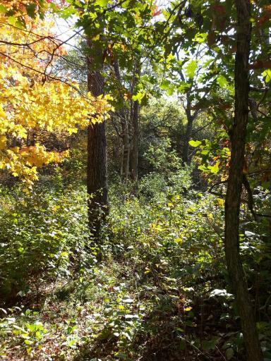 Ferris 40 acres_3.jpg