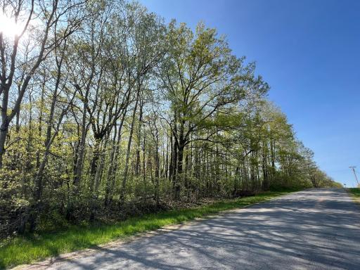 Mature shade trees for privacy