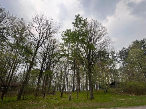 Big time pine and oaks