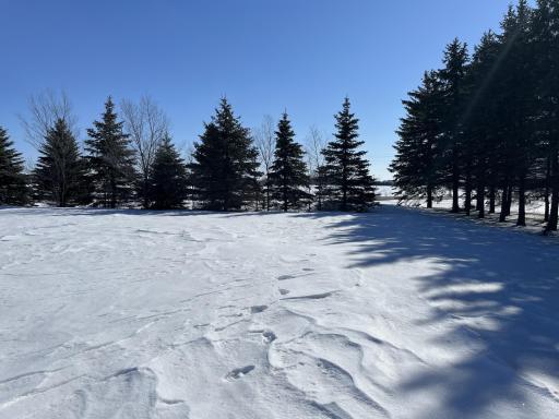 Large pines along the East and South perimeter of the property creating privacy.