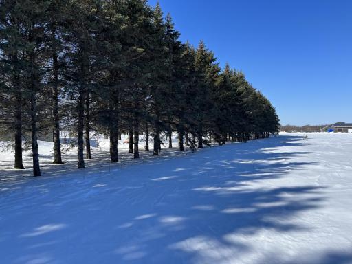 South perimeter lined with huge pine trees.