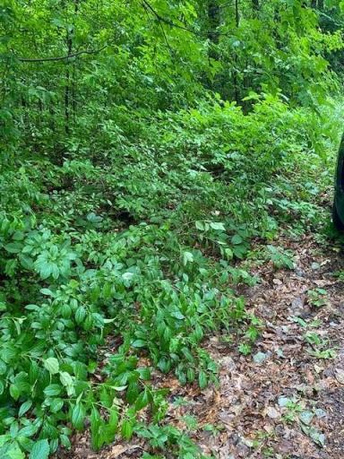 Photo for 530 8th Avenue NE, Pine City, MN 55063 - Listing #6350641 Lot has a driveway that is overgrown right now.