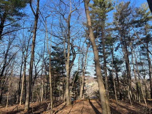 Big white pine and oak shade trees
