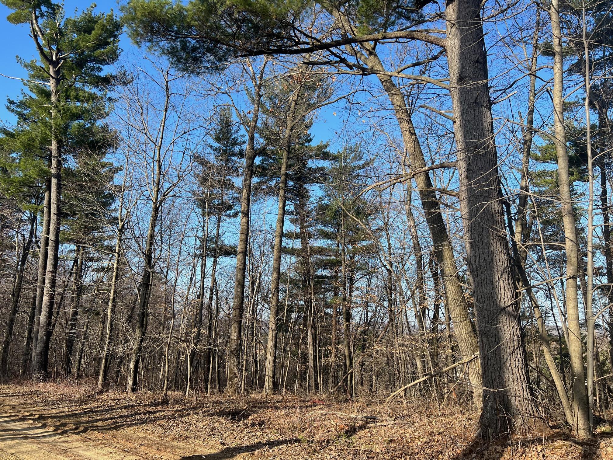 Welcome to Majestic Woods!