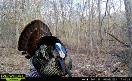 4.2.23 turkey pic.jpg