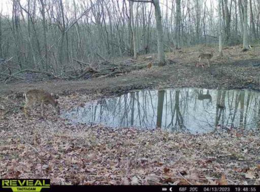 4.13.23 deer pond.jpg