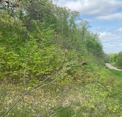 Roadside facing North