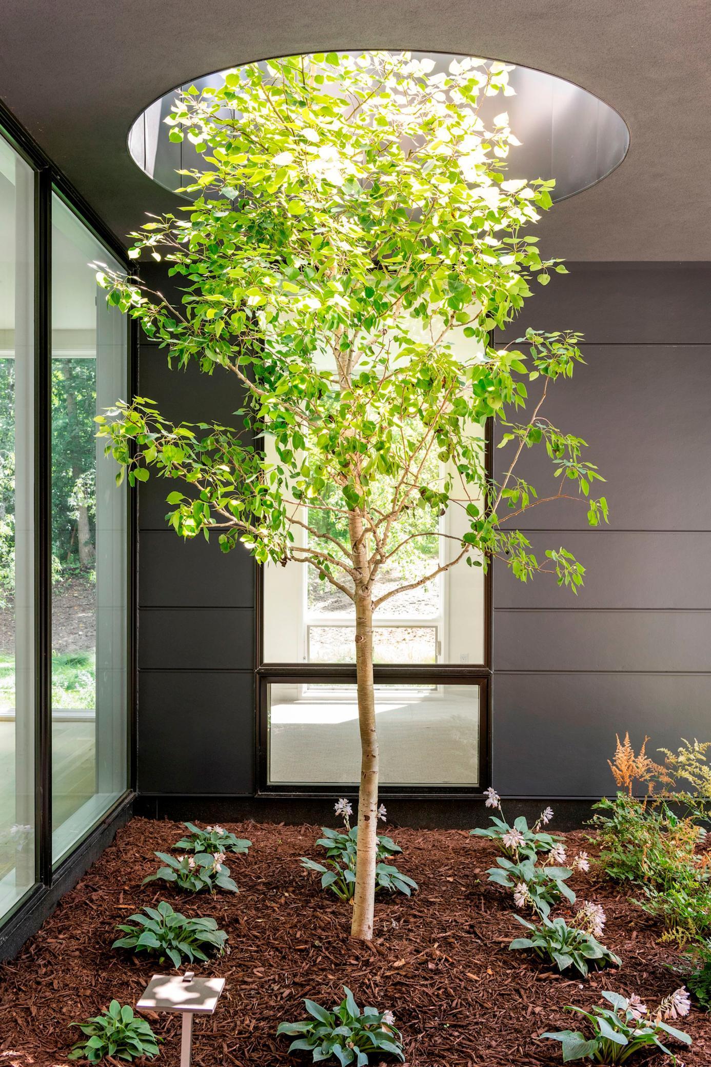 Aspen Tree Piercing Home's Exterior