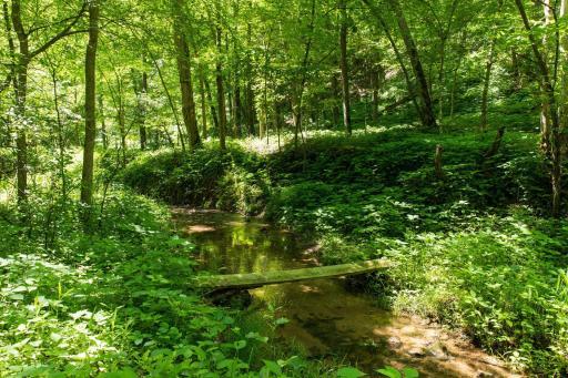Explore the HOA owned 18 acres of Kellie Creek