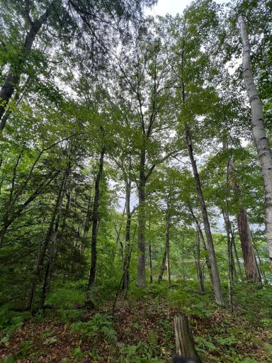 Photo for TBD Wayside Road, Iron River, WI 54847 - Listing #6362478 TBD Wayside Road, Iron River, WI 54847