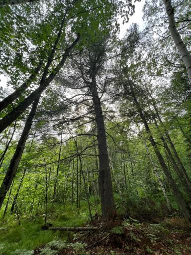 Photo for TBD Wayside Road, Iron River, WI 54847 - Listing #6362478 TBD Wayside Road, Iron River, WI 54847
