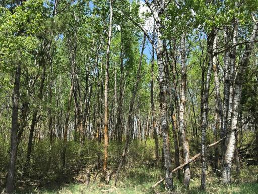TBD State Hwy 34, Park Rapids, MN 56470
